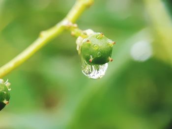 Close-up of raindrops on leaf