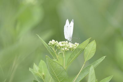 Close-up of butterfly on white flowering plant