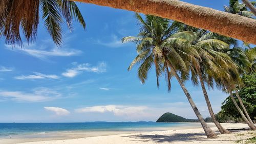 Palm trees on beach against sky