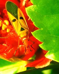 Close-up of insect pollinating on flower