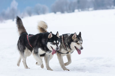 Dogs on snow covered field