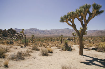 Scenic view of landscape against clear sky