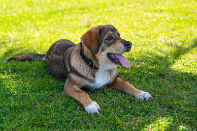 Dog relaxing on field