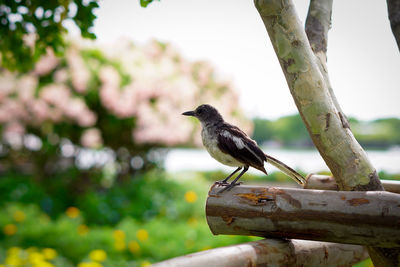 Close-up of bird perching on a tree