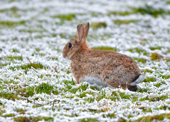 Close-up of rabbit on frozen field