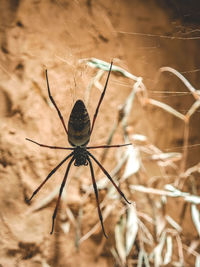 spider