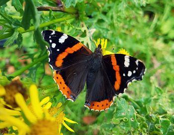 Butterfly perching on leaf