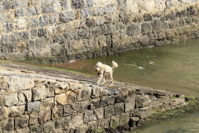 View of a dog on rock against the wall
