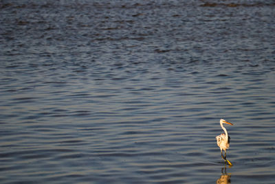 Seagull perching on a lake