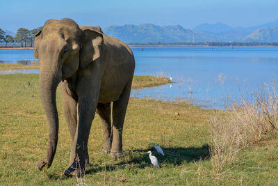 Elephant standing on field by river against sky
