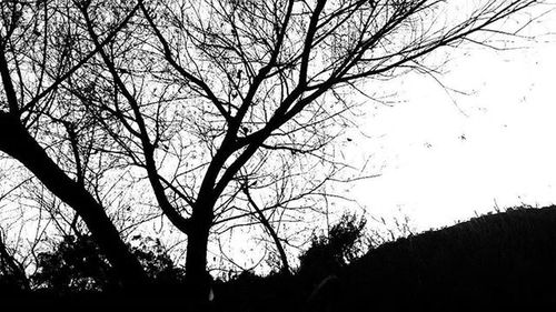 Low angle view of bare trees against sky