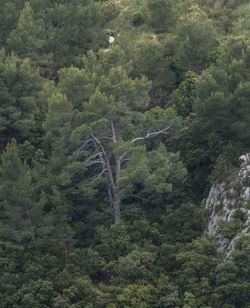 View of trees in forest