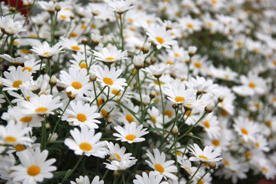 White flowers