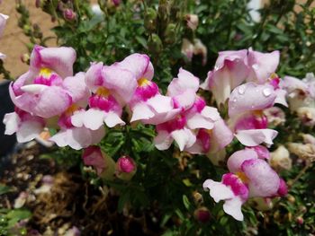 Close-up of pink flowers blooming outdoors