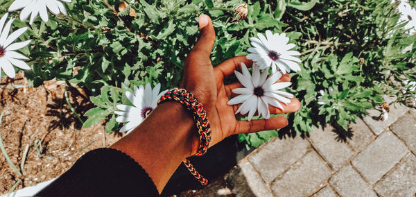 High angle view of woman hand by flowering plants