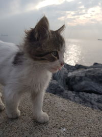 Cat looking away on beach