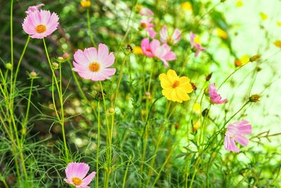 Close-up of pink cosmos flowers on field