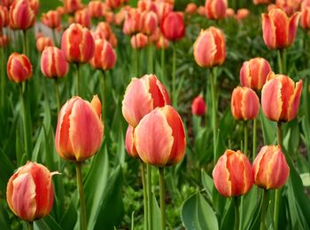 Close-up of red tulips blooming outdoors