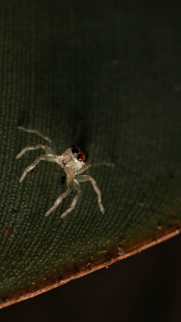 animal themes, animal, animal wildlife, one animal, wildlife, insect, macro photography, spider, arachnid, close-up, no people, leaf, zoology, nature, animal body part, focus on foreground, spider web, outdoors, animal leg