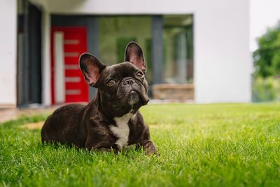 Portrait of a frenxh bulldog dog on grass in the yard