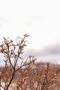 Close-up of dry plant against sky