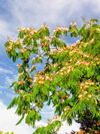 Low angle view of tree against sky