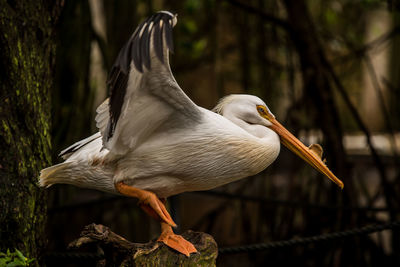 Close-up of bird perching on a tree