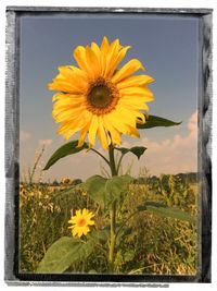 Sunflower blooming in field