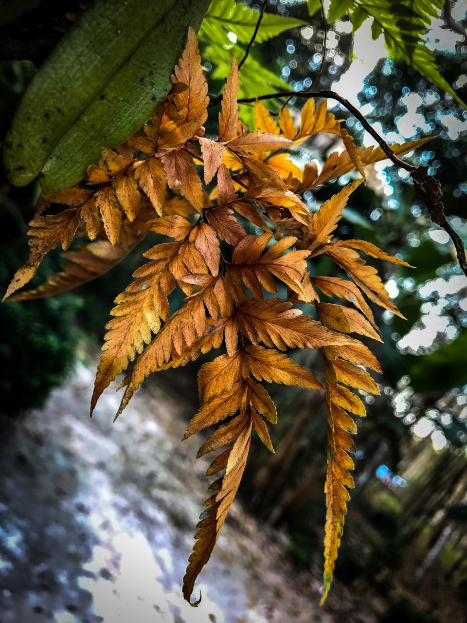 CLOSE-UP OF AUTUMN LEAVES