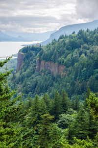 High angle view of lush foliage