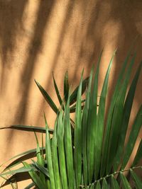 Close-up of fresh green leaves on field