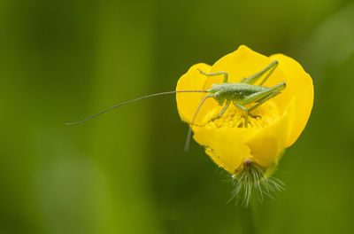 Close-up of insect on yellow flower