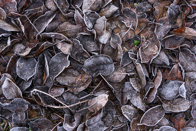 Full frame shot of rocks