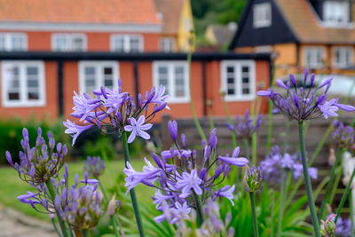 The island of bornholm