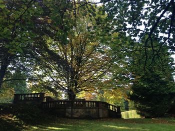 Trees growing in park