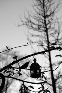 Low angle view of bird perching on branch