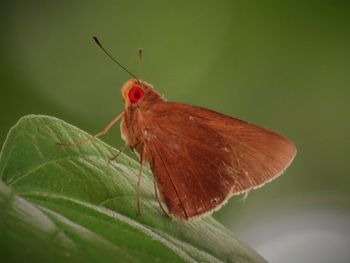 Close-up of butterfly 