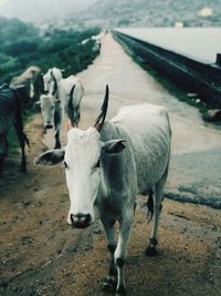 Cows standing in a field