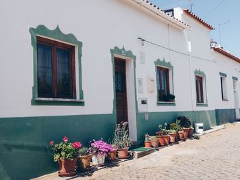 Potted plants outside building