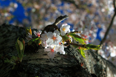 Close-up of flowers