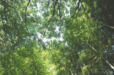 Low angle view of trees in forest