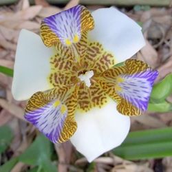 Close-up of purple flowers