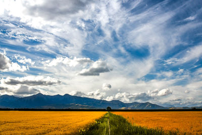 Scenic view of agricultural field against sky