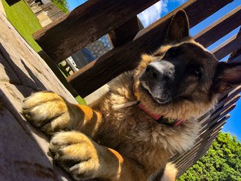 Low angle view of dog relaxing on wood