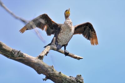 Cormorant spreading its wings