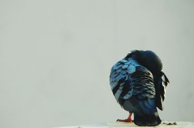 Close-up of birds