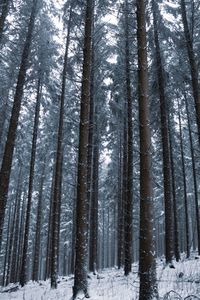 Pine trees in forest during winter