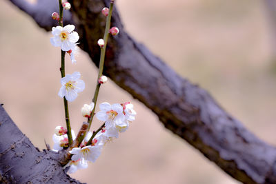 Close-up of white flowers on branch