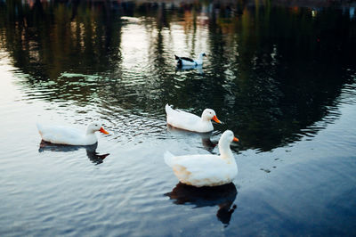 Ducks swimming in lake