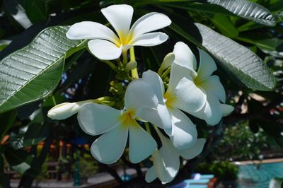 Close-up of white flowering plant